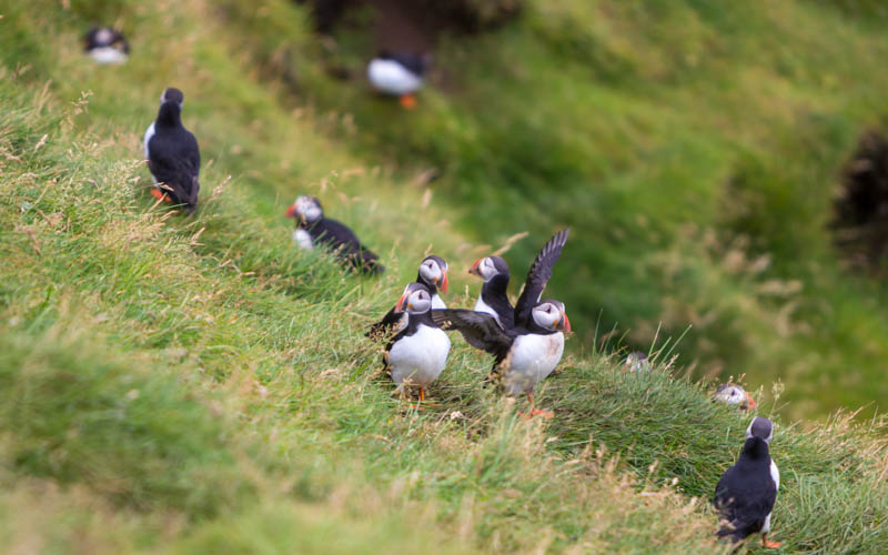 Westman Islands Wildlife